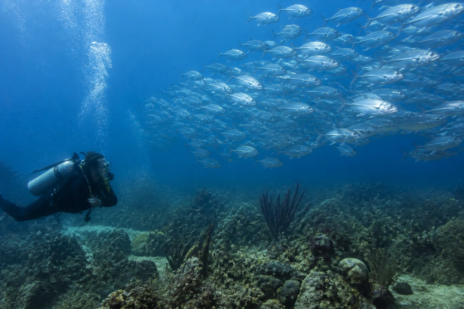 Scuba diver observing a school of fish at a Belize reef site