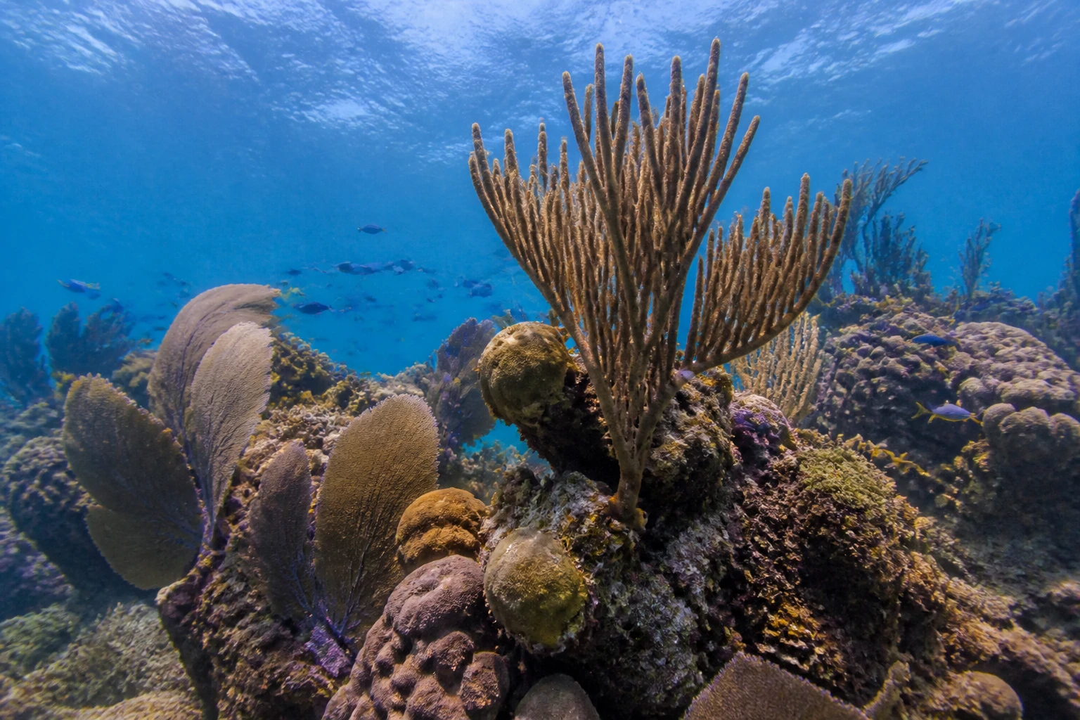 Coral and tropical fish in Belizean waters