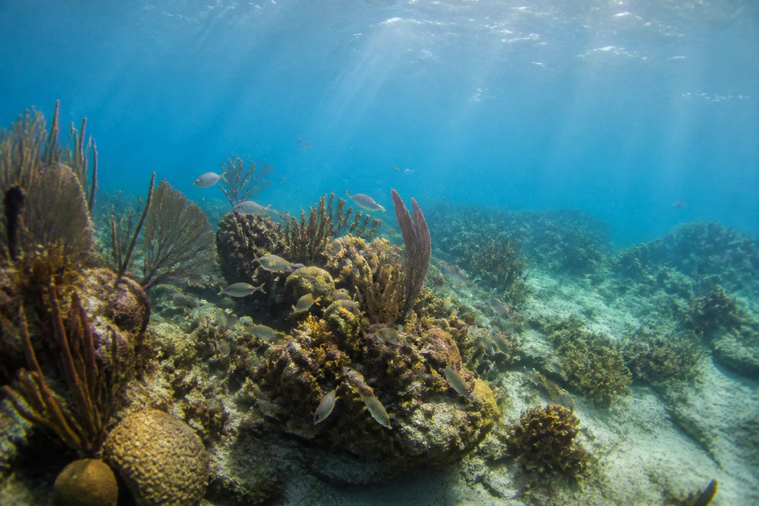 Coral reef and tropical fish in Hol Chan Marine Reserve