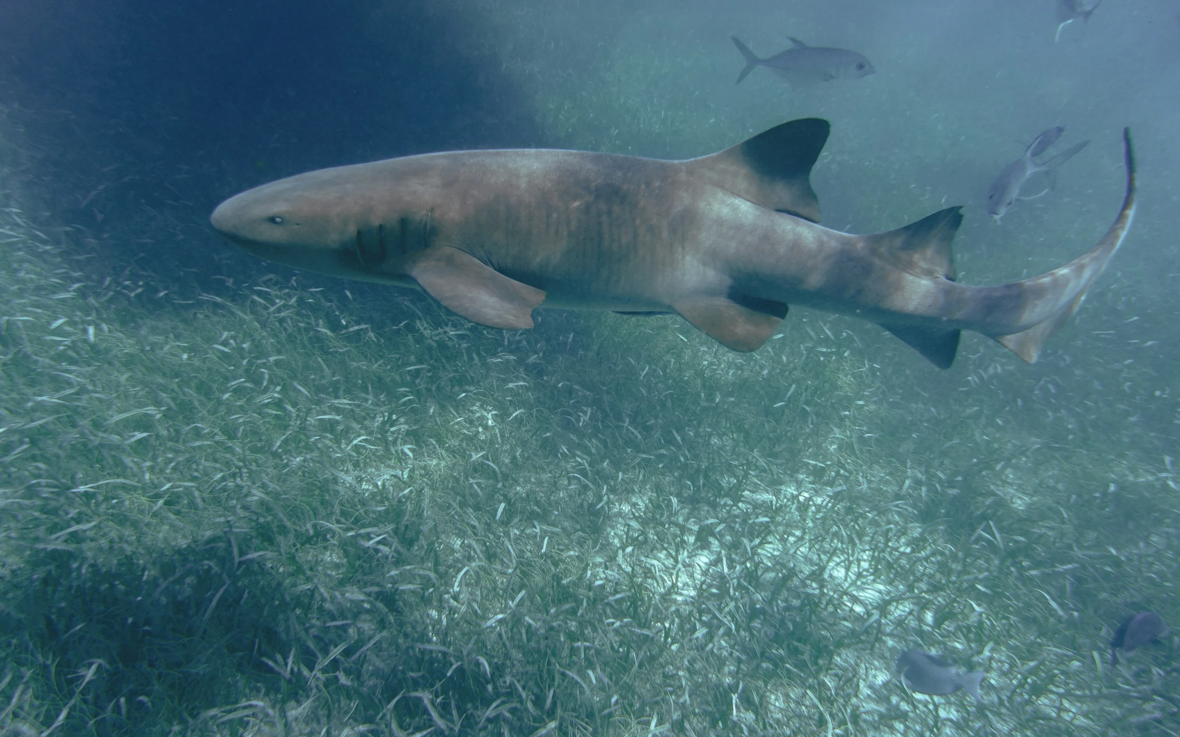 Snorkeler with nurse sharks and rays