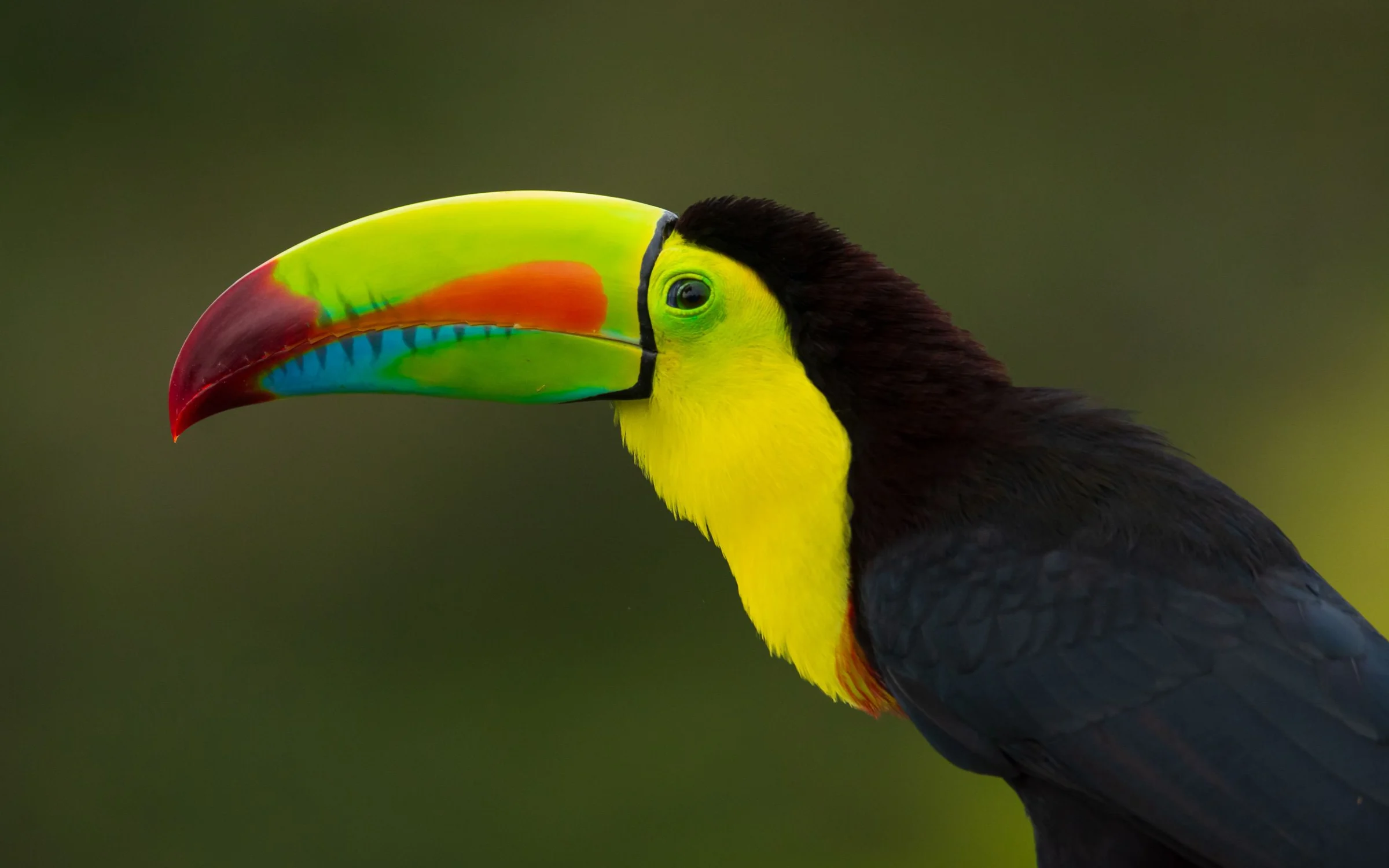 Keel-billed toucan on branch