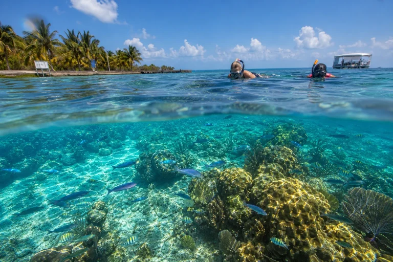 Snorkelers exploring clear water above a coral reef in Belize