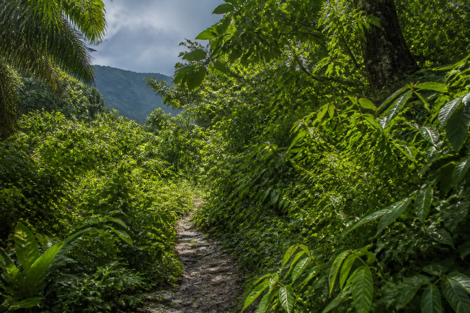 Rain-fresh tropical foliage in Belize during green season