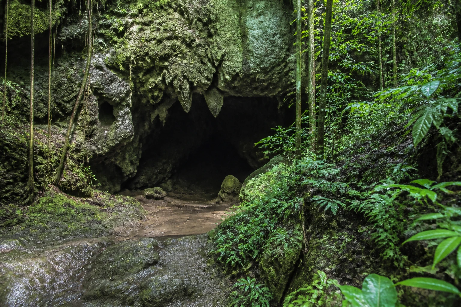 Forested landscape and cave entrance in Belize