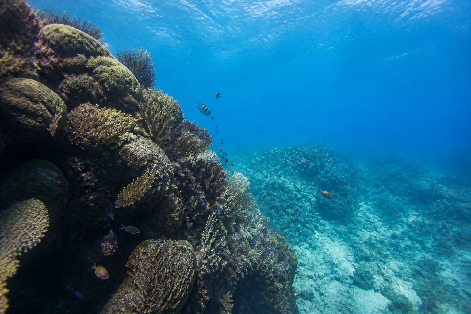 Coral reef and tropical fish in Belizean waters