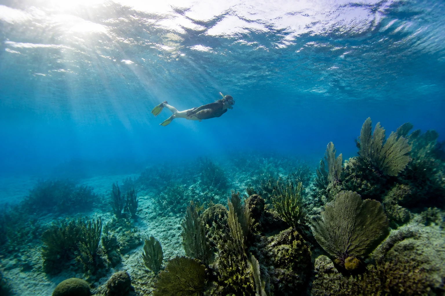 Snorkeler above a coral reef in Belize