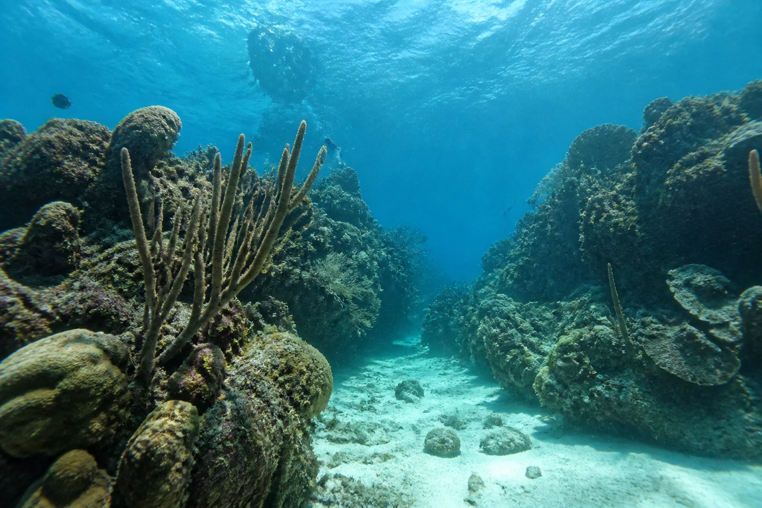 Underwater reef habitat in Hol Chan Marine Reserve